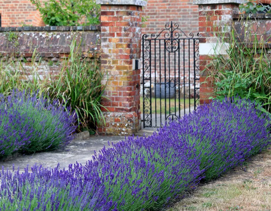 Lavender Angustifolia Hidcote - 1 Litre Pot - Large quantity prices :)