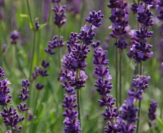 Lavendula intermedia Phenomenal - 2L pot