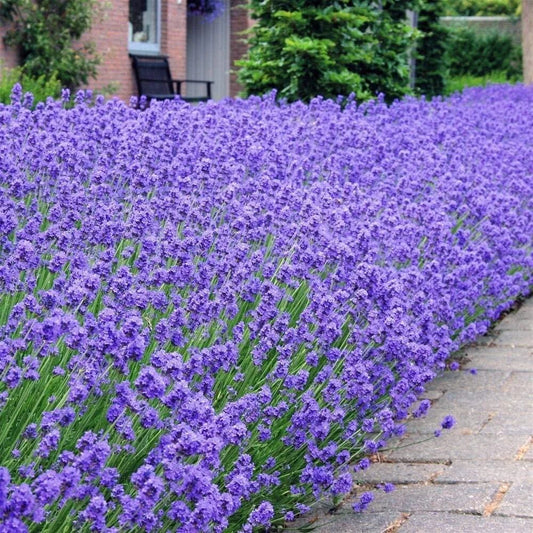 Angustifolia Munstead - 2L pot