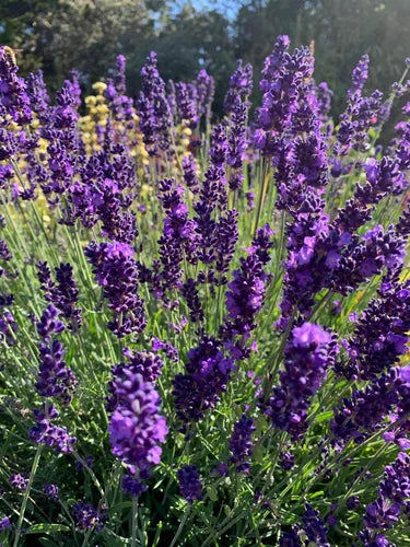 Lavender Angustifolia Hidcote - 9cm pots - Bulk Quantities