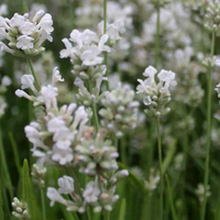 Lavandula angustifolia 'Arctic Snow' - 9cm pot - Bulk Quanitites