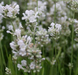 Lavandula angustifolia 'Arctic Snow' - 9cm pot