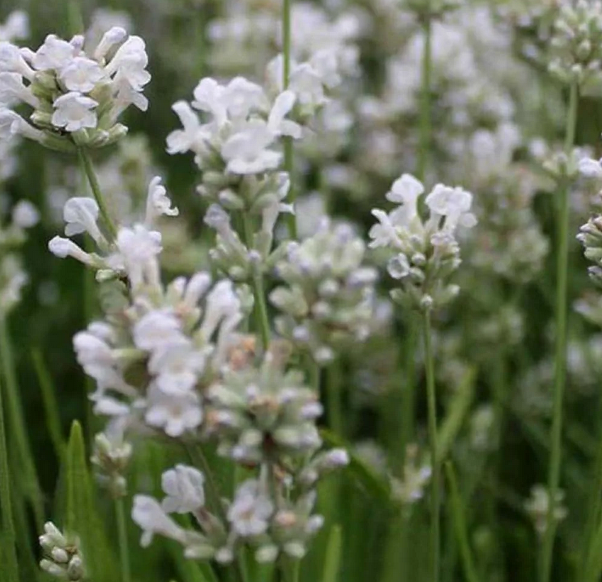 Lavandula angustifolia 'Arctic Snow' - 9cm pot