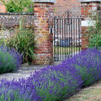 Lavender Angustifolia Hidcote - 9cm pots - Large quantity prices :)