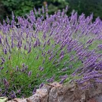 Intermedia Grosso - 9cm pot