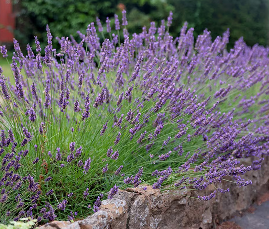 Intermedia Grosso - 9cm pot