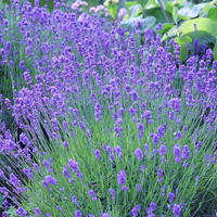 Angustifolia Munstead - 9cm pot
