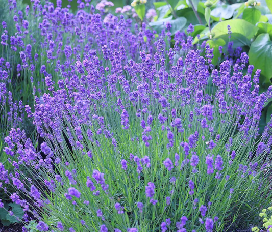 Angustifolia Munstead - 9cm pot