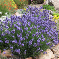 Angustifolia Thumbelina Leigh - 9cm pot