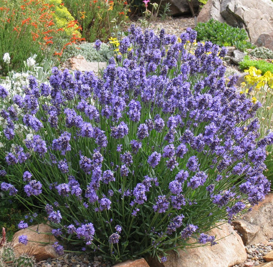 Angustifolia Thumbelina Leigh - 9cm pot