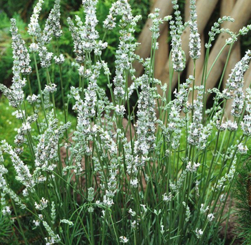 Intermedia Edelweiss - 9cm pot