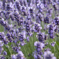 Lavandula angustifolia Melissa Lilac - 9cm pot