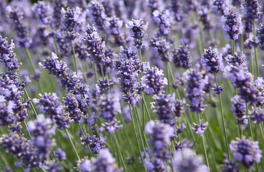 Lavandula angustifolia Melissa Lilac - 9cm pot
