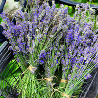 The Lavender Cutting & Drying Bundle - 6 x 9cm lavender plants