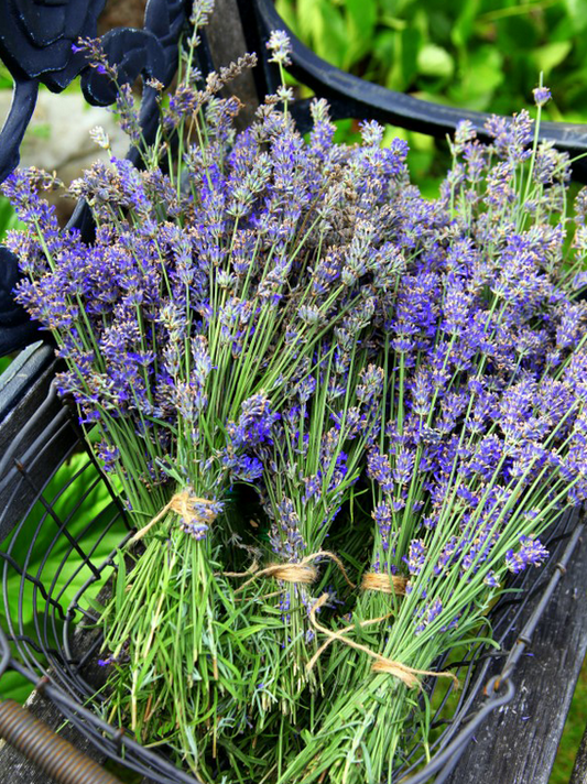 The Lavender Cutting & Drying Bundle - 6 x 9cm lavender plants