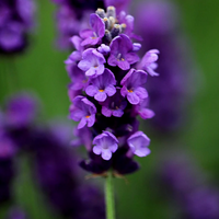 Lavandula angustifolia 'Imperial Gem' - 2L pot