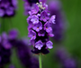 Lavandula angustifolia 'Imperial Gem' - 2L pot