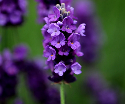 Lavandula angustifolia 'Imperial Gem' - 2L pot
