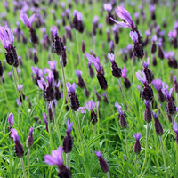 Lavandula pedunculata subsp. pedunculata (Papillon) - 2L pot