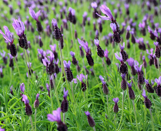 Lavandula pedunculata subsp. pedunculata (Papillon) - 2L pot