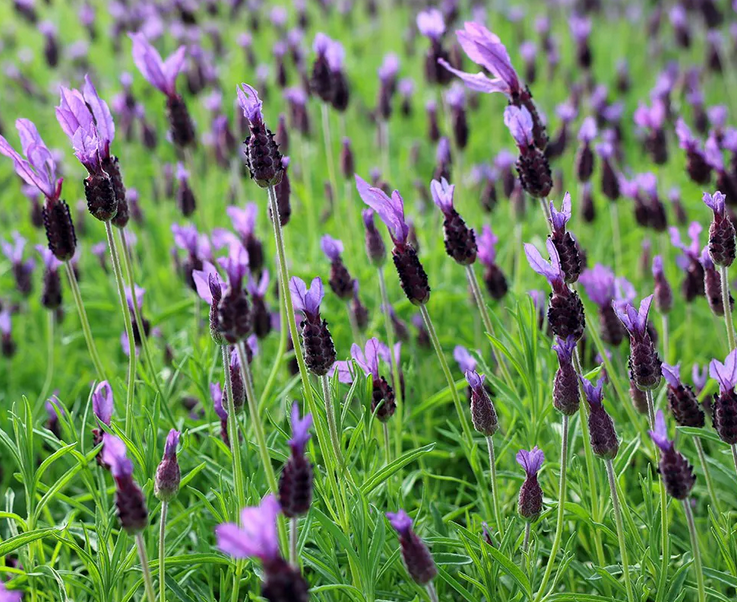 Lavandula pedunculata subsp. pedunculata (Papillon) - 2L pot