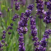 Lavendula intermedia Phenomenal - 2L pot