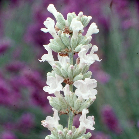 Lavandula angustifolia 'Arctic Snow' - 2L pot