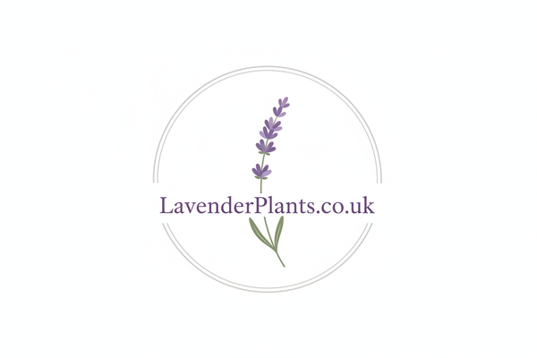 LavenderPlants.co.uk