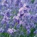 Lavandula angustifolia Melissa Lilac - 2L pot