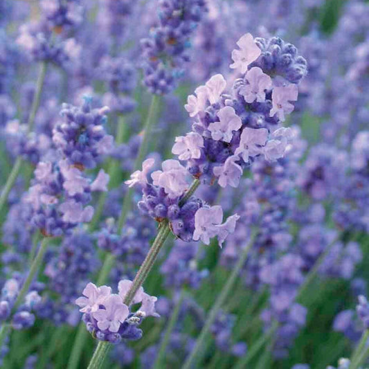 Lavandula angustifolia Melissa Lilac - 2L pot